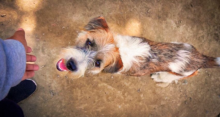 mascotas-fundacion-2-2